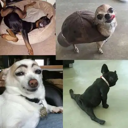 LOL Funny Dogs hero image of hilarious dogs