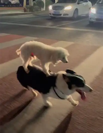 Funny dog videos hero image