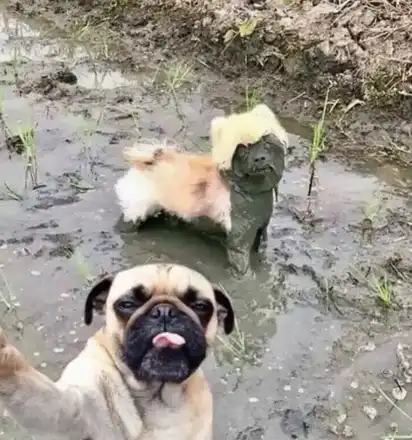 Two funny dogs playing in the mud