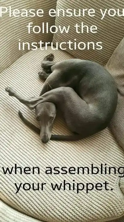 A Whippet is contorted into a very funny position, with the caption: Please ensure you follow the instructions when assembling your whippet