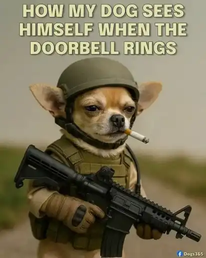 Tough Chihuahua in full military tact gear—helmet, vest, toy rifle, dangling cig—stares down under: HOW MY DOG SEES HIMSELF WHEN THE DOORBELL RINGS.