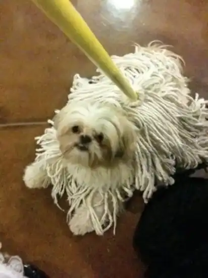 Fluffy pup transforms into living mop