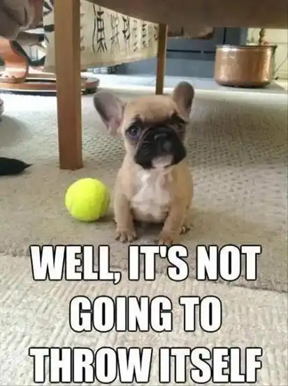Tiny French Bulldog puppy standing next to a tennis ball, captioned: WELL, IT'S NOT GOING TO THROW ITSELF.