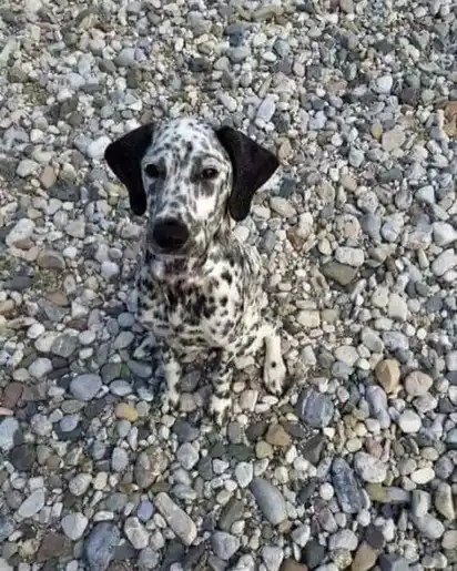 A Dalmatian sitting on a pebble shore, its spots is the perfect camouflage