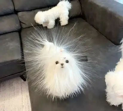 A long-haired white dog is standing on a couch, all its hairs are standing up as if it is near a seriously strong electro magnet.