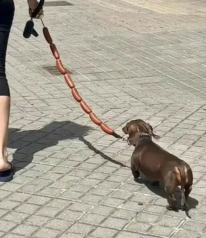 A person walks a small brown dachshund on a leash made of linked sausages along a sunlit paved sidewalk.