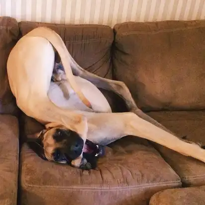 A large Great Dane lies upside down on a brown couch, legs folded awkwardly over its body, chewing on his own foot.