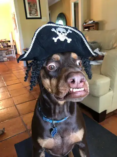 A brown dog wears an oversized pirate hat with skull emblem and fake black dreadlocks, eyes wide and mouth slightly open in a bewildered expression, sitting on a rug in a living room.