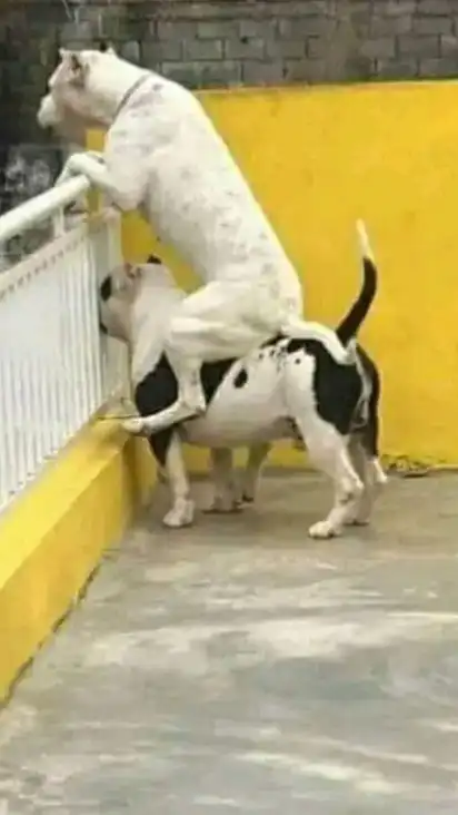 A black-and-white dog stands on a yellow ledge while a larger white dog sits ontop of it, front paws on the railing, both looking toward something outside.