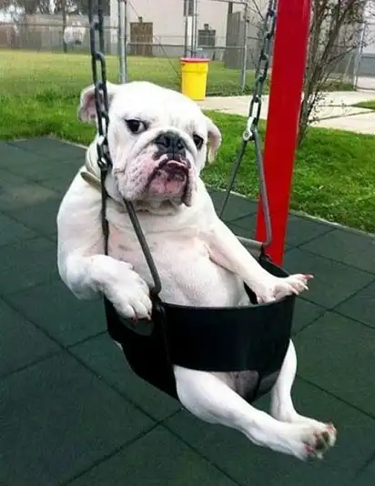 A white bulldog sits in a black toddler swing at the playground, legs dangling, staring straight ahead with a hilariously grumpy expression.
