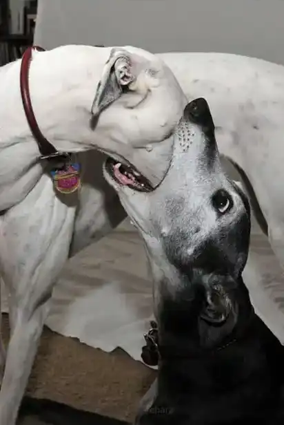 A white dog has most of it's head inside the mounth of another dog; the lower dog looks up with wide eyes and open mouth in comic disbelief.