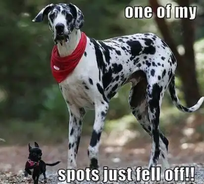 Great Dane with red bandana looks confused as a tiny black puppy stands nearby; text “one of my spots just fell off!!”