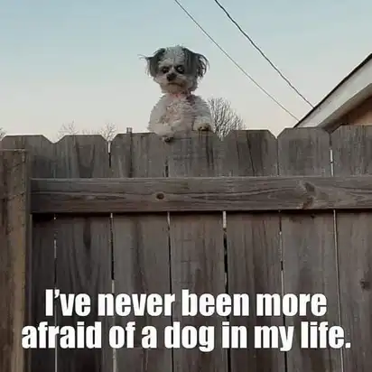 Tiny white dog with wild hair and creepy eyes stares over wooden fence; text “I’ve never been more afraid of a dog in my life.”