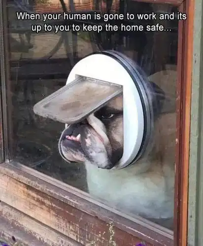 Bulldog head squeezed through circular pet door in glass, glaring intensely; text “When your human is gone to work and it’s up to you to keep the home safe…”