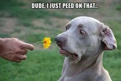 Gray dog with wide eyes staring at yellow flower held by human hand; text “DUDE, I JUST PEED ON THAT…”