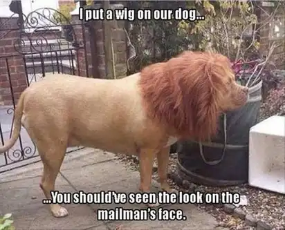 Tan dog wearing fluffy brown lion mane wig stands in yard; text “I put a wig on our dog… You should’ve seen the look on the mailman’s face.”