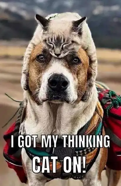 Brown-and-white dog with backpack and sleeping cat balanced on head; text “I GOT MY THINKING CAT ON!”