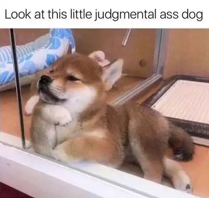 Shiba Inu puppy resting chin on paw, looking judgmental; text “Look at this little judgmental ass dog”