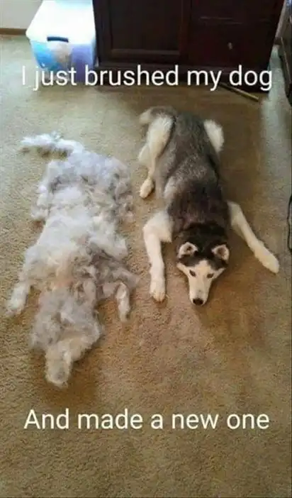 Husky lying next to massive pile of its own fur shaped like another dog; text “I just brushed my dog And made a new one”