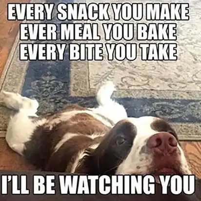 Brown-and-white dog lying upside-down staring intensely; text “EVERY SNACK YOU MAKE… I’LL BE WATCHING YOU”