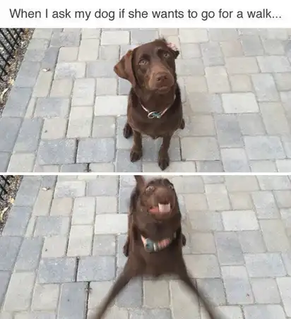 Top: calm brown lab sitting; bottom: same dog head-banging with tongue out; text “When I ask my dog if she wants to go for a walk…”