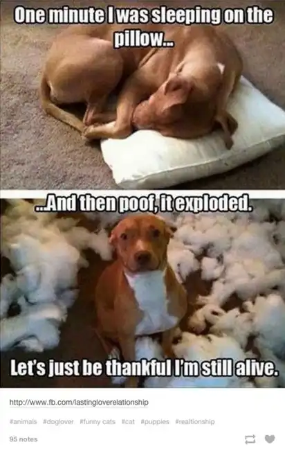 Top: brown pit bull sleeping on pillow; bottom: same dog surrounded by exploded pillow fluff; text “One minute I was sleeping on the pillow… And then poof, it exploded. Let’s just be thankful I’m still alive.”