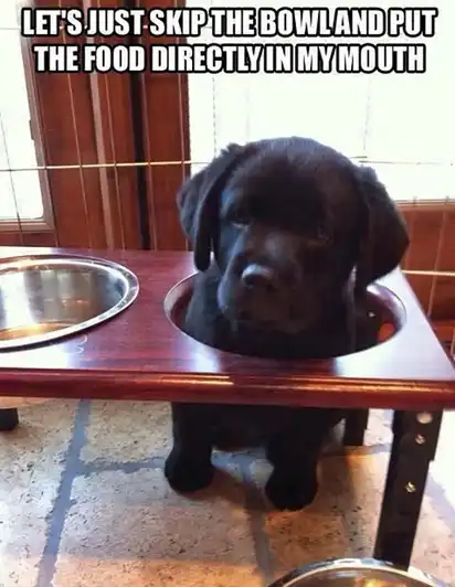 Black puppy with head stuck inside empty food bowl hole of raised feeder; text “LET’S JUST SKIP THE BOWL AND PUT THE FOOD DIRECTLY IN MY MOUTH”