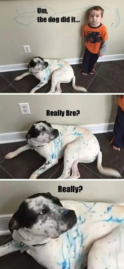 Three-panel: kid says “the dog did it,” dog covered in blue scribbles looks guilty; close-up dog smirks “Really Bro?” “Really?