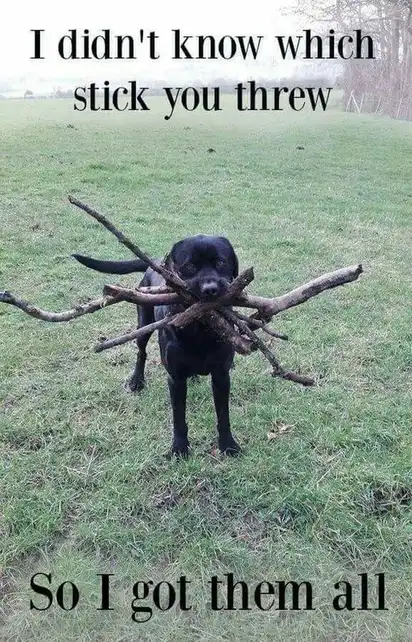 Black Labrador carrying huge bundle of sticks in mouth; text “I didn’t know which stick you threw So I got them all”